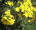 tanacetum1.jpg